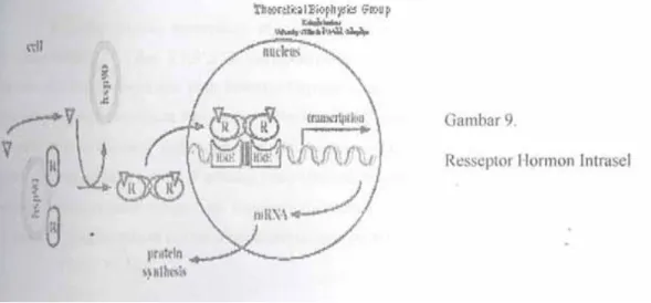 Gambar 9. Reseptor Hormon Intrasel  