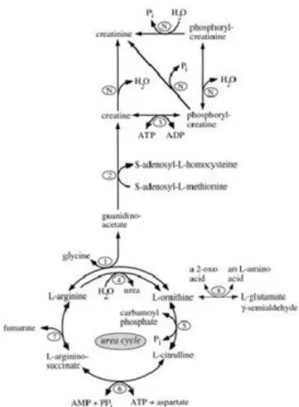 Ilustrasi 5.  Metabolisme Kreatinin, (diambil dari Wyss, M. dan Kaddurah- Kaddurah-Daouk R
