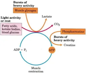 Ilustrasi 3. Sumber – sumber nutrient untuk metabolisme energi bagi masa otot. 
