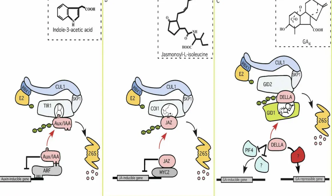Gambar 2. Reseptor ubiquitin-ligase