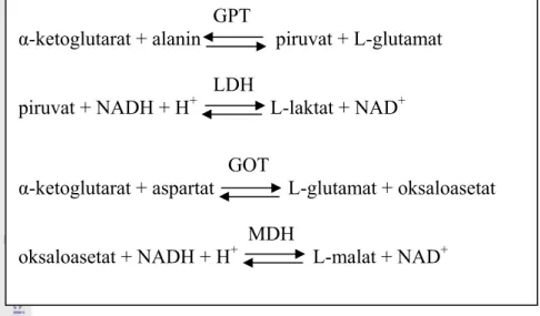 Gambar 2. Peran GPT dan GOT dalam Deaminasi Protein  Sumber: Poedjiadi (1994) 