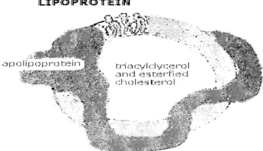 Gambar 1. Lipoprotein  Lipoprotein yang khas seperti 