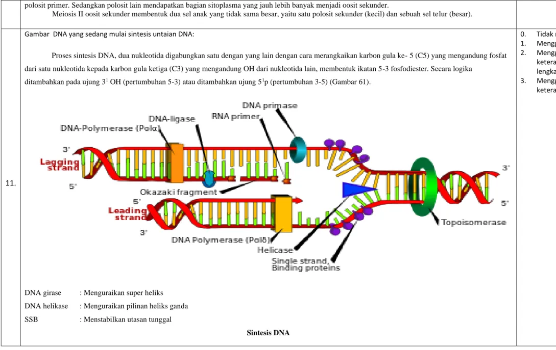 Gambar  DNA yang sedang mulai sintesis untaian DNA: 