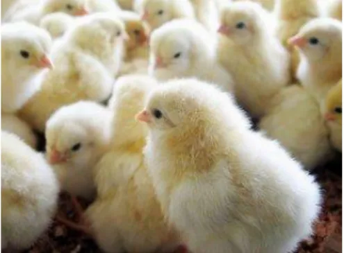 Gambar 3.  DOC (Day Old Chick) 