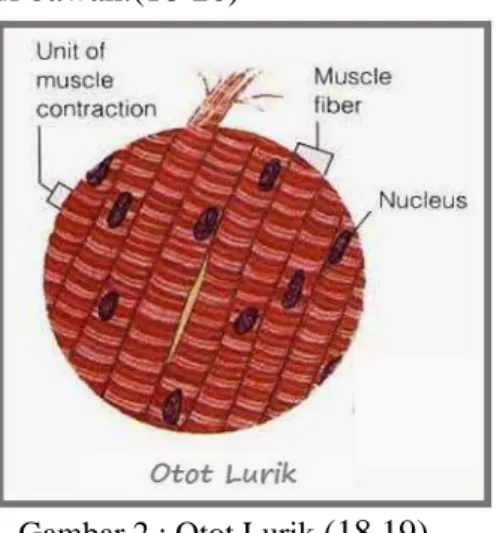 Gambar 2 : Otot Lurik  (18,19)    Otot Jantung 