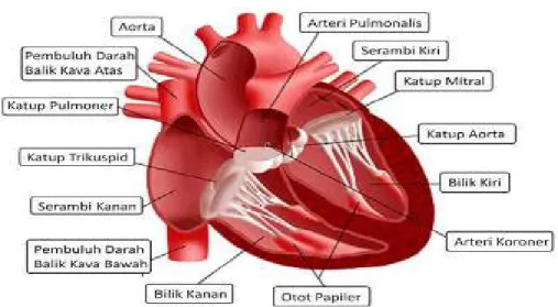 Gambar 1.1. Anatomi Jantung Manusia 