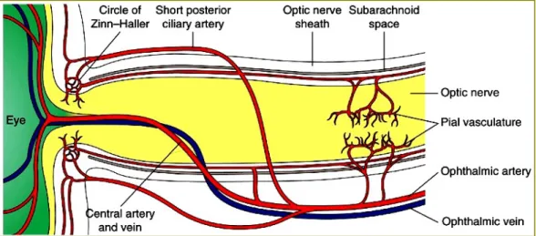Gambar 3. Vaskularisasi nervus optik.