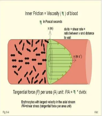 Gambar 3. Pembuluh darah dengan sel darah dan tanda panah menunjukkan kecepatan (v) yang berbeda 