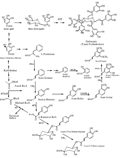 Gambar 2.7 Biosintesis Galotanin (Crozieret al, 2006) 