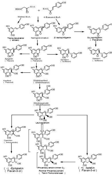 Gambar 2.8 Biosintesis Proantocyanidin (Crozier et al,2006) 