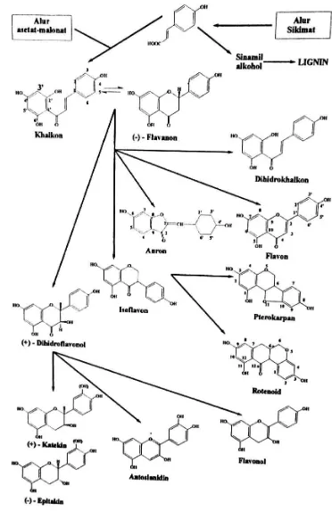 Gambar 2.2 Biosintesis hubungan antara jenis monomer flavonoida dari alur 