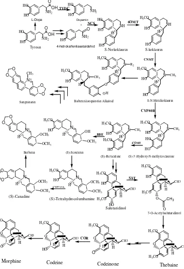 Gambar 2.3 Biosintesis Benzylisoquinolin Alkaloid (Crozier et al, 2006)  
