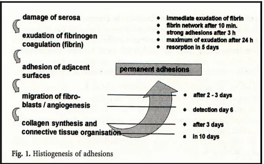 Gambar 2. Histiogenesis dari Adhesi Pascaoperasi 8