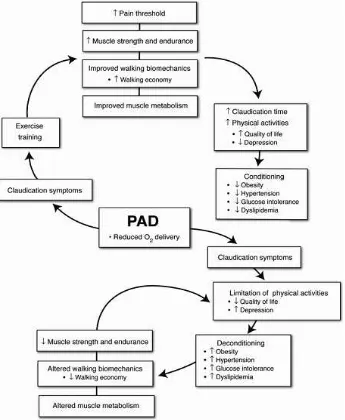 Gambar 5. Mekanisme peran latihan pada pasien  PAD dengan klaudikasio9 