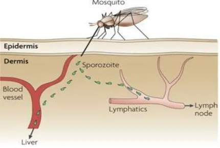 Gambar 1. Injeksi sporozoit melalui gigitan nyamuk (Coombes, 2010) 