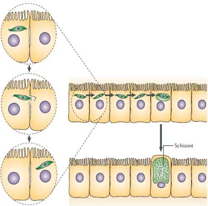 Gambar 3. Migrasi, mturasi dan replikasi sporozoit di dalam hepatosit.6 