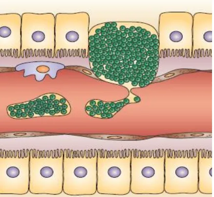 Gambar 4. Merozoit dalam merosom keluar dari hepatosit menuju sirkulasi6 