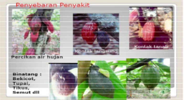 Gambar 4. Penyebaran Penyakit Busuk Buah Kakao  Sumber   : PUSLITKOKA 