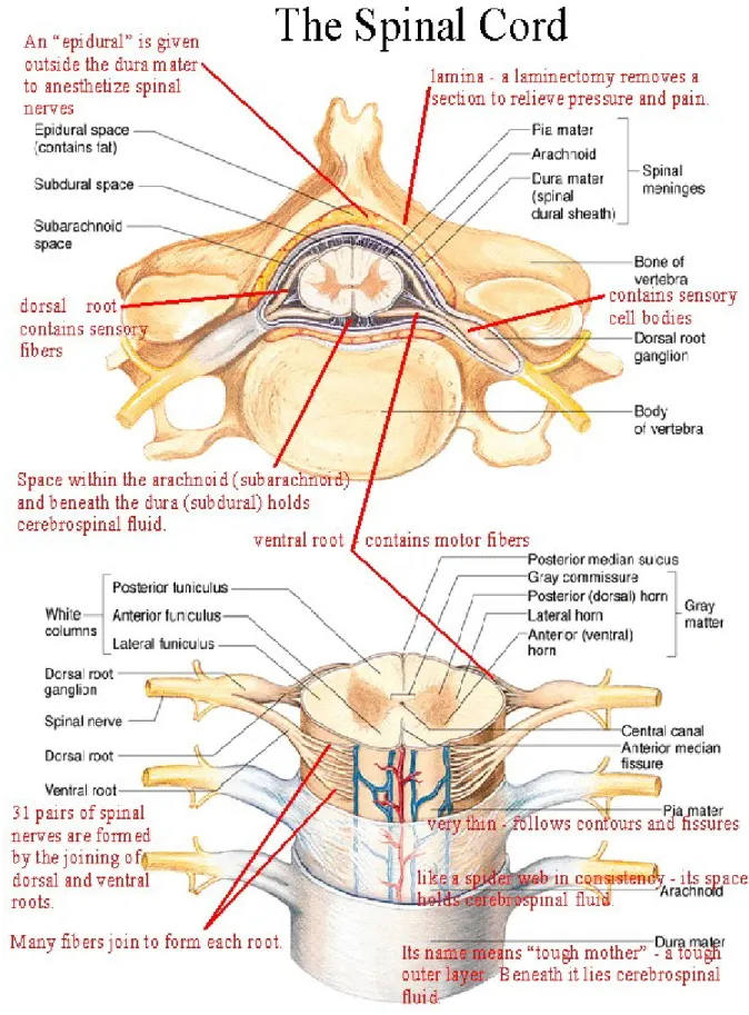Gambar 3 : anatomi medulla spinalis  (7)