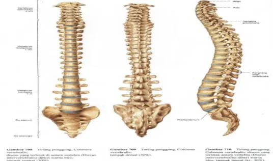 Gambar 1 : anatomi collumna vertebralis  (5) 2.1.2 Anatomi medulla spinalis  (3,4)