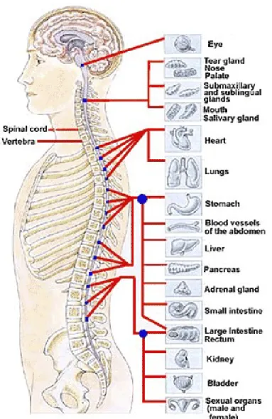 Gambar 6 : manifestasi klinis trauma medulla spinalis  (8) 3.7 Pemeriksaan penunjang  (6,8)