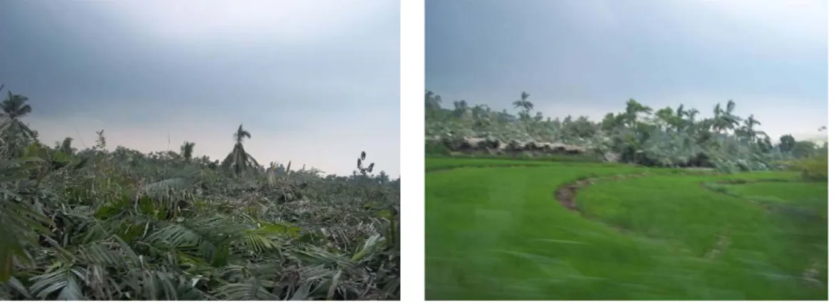 Foto Lahan Perkebunan Salak Pondoh Desa Wonokerto  (Sumber : Dokumentasi TIP Desa Wonokerto, 2011)