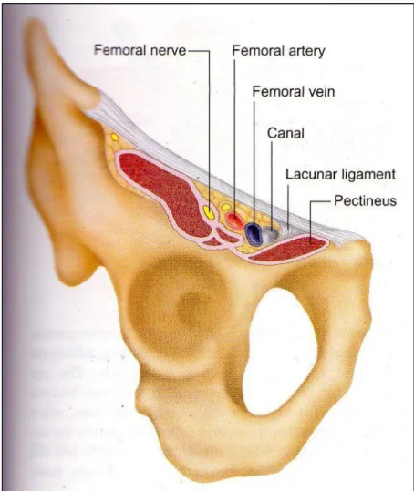 Gambar 1. Kanalis femoralis 