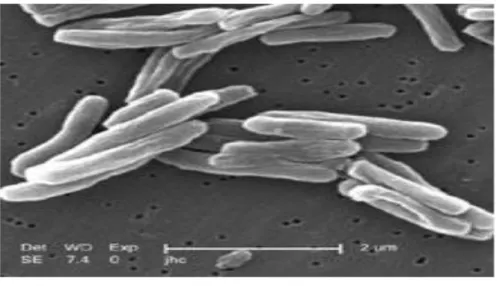 Gambar 2.1 Hasil pindai mikrograf elektron Mycobacterium tuberculosis  Basil  TB  memerlukan  waktu  12  sampai 24  jam  untuk melakukan mitosis  diri