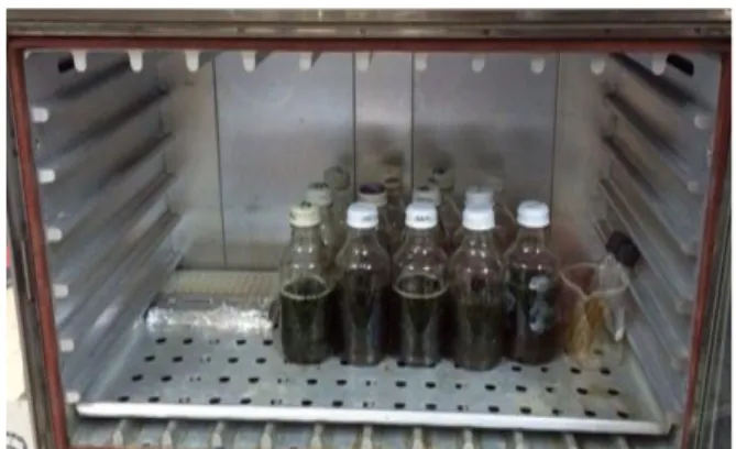 Gambar  2.  Inkubasi  sampel  daluman  yang  dicampur media TSB pada inkubator bersuhu 37 o  C 