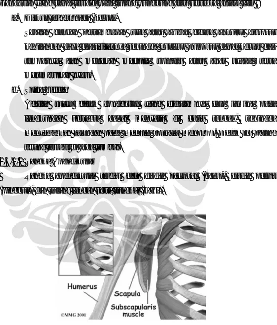 Gambar 2.9 tulang gridel pectoral