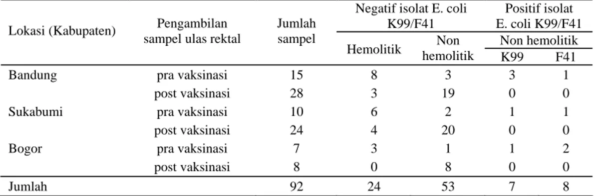 Tabel 2. Isolasi E. coli  dari sampel feses (ulas rektal) 