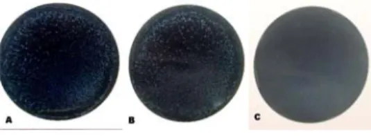 Gambar 1.  Deteksi virus rota dari sampel feses  dengan uji aglutinasi lateks  Bintik putih pada gambar A dan B menunjukkan  adanya aglutinasi 
