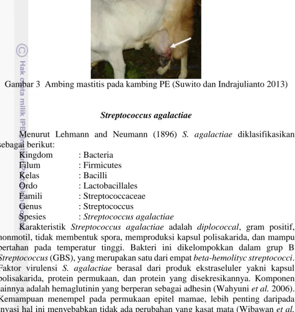Gambar 3  Ambing mastitis pada kambing PE (Suwito dan Indrajulianto 2013) 