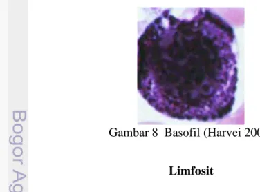 Gambar 8  Basofil (Harvei 2001) 
