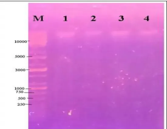 Gambar 4. Elektroforesis Hasil Amplifikasi Gen matK pada Suhu Annealing 50°C  Keterangan: M=Marker; 1=YPW01; 2=YPW02;3=YPW03; 4=YPW04