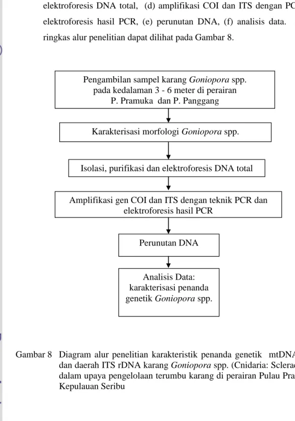 Gambar 8  Diagram  alur  penelitian  karakteristik  penanda  genetik    mtDNA  COI  dan daerah ITS rDNA karang Goniopora spp
