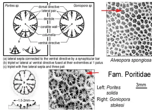Gambar 9   Ilustrasi karakteristik morfologik yang diamati pada karang Goniopora. 