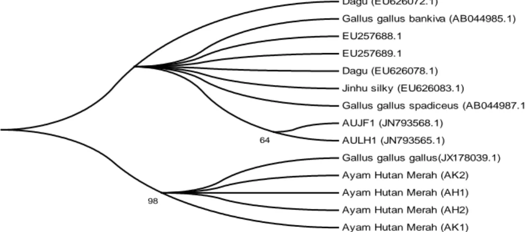 Gambar 2. Rekonstruksi pohon filogeni Ayam hutan merah dan beberapa aksesi Gallus  gallus yang diambil dari GenBank berbasis gen COI, metode Maximum Likelihood, dan 