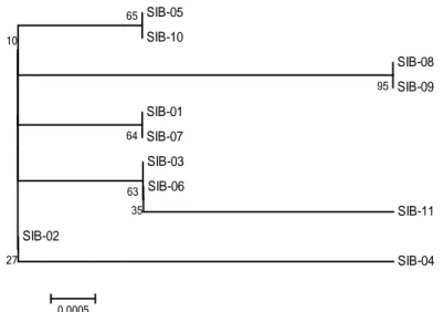 Gambar  (Figure)  3. Rekonstruksi pohon filogeni trenggiling  (Reconstruction of phylogeny tree of eleven  javan pangolin)        SIB-05 SIB-10  SIB-08 SIB-09 SIB-01 SIB-07 SIB-03 SIB-06 SIB-11 SIB-02 SIB-04956564356327100.0005