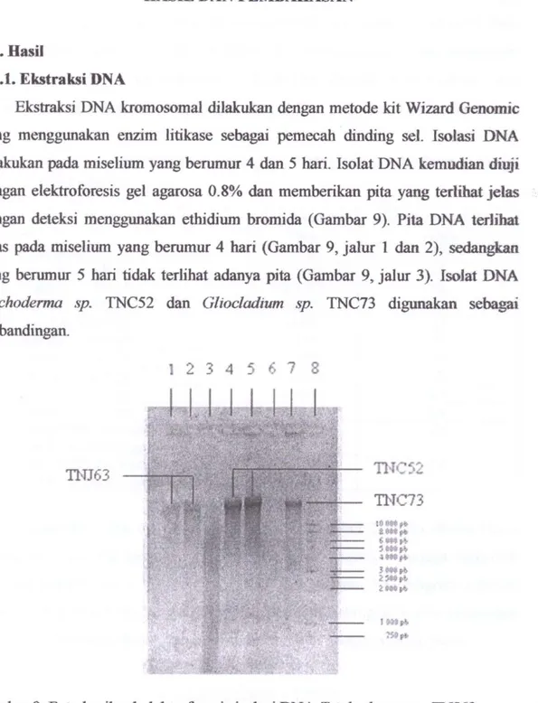 Gambar 9. Foto hasil gel elektroforesis isolasi DNA Trichoderma sp. TNJ63. 