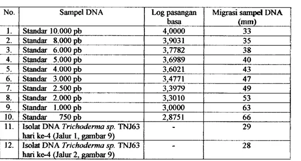 Tabel 2. Migrasi isolat DNA Trichoderma sp. TNJ63 dan standar DNA pada gel  elektroforesis