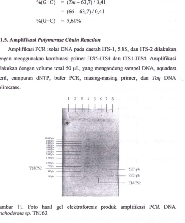 Gambar 11. Foto hasil gel elektroforesis produk ampliflkasi PGR DNA  Trichoderma sp. TNJ63