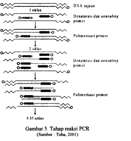 Gambar 5. Tahap reaksi PCR 