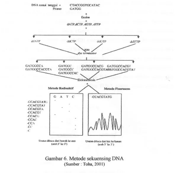 Gambar 6. Metode sekuensing DNA 