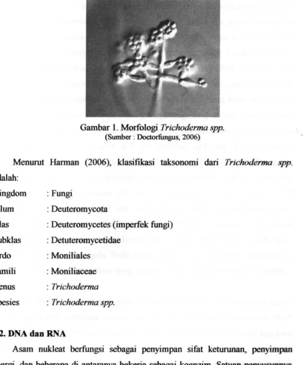 Gambar 1. Morfologi Trichoderma spp. 