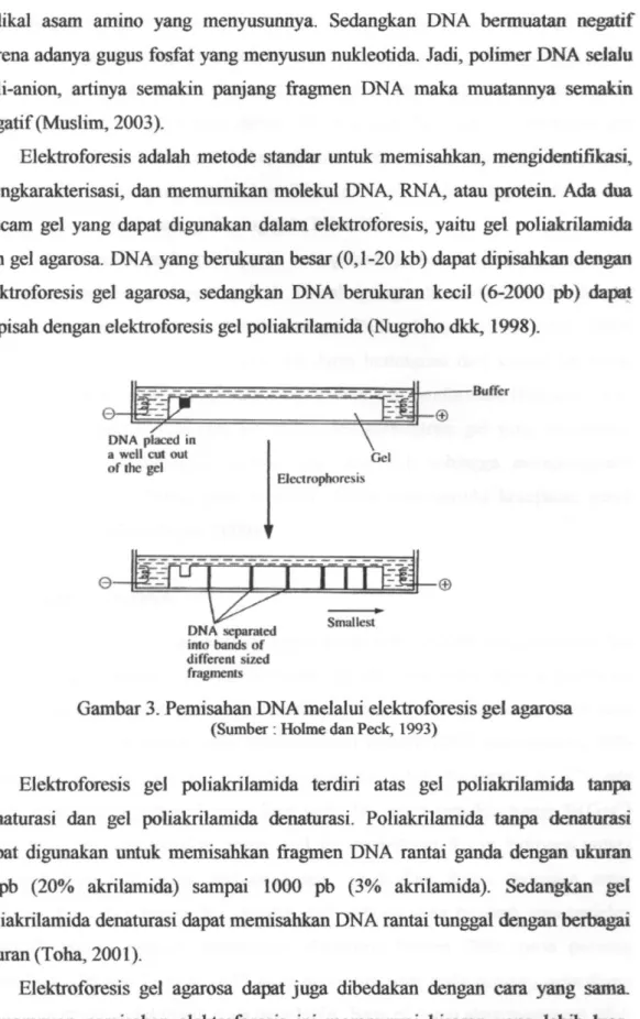 Gambar 3. Pemisahan DNA melalui elektroforesis gel a^osa 