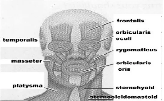 Gambar diatas : otot kulit kepala dan otot mimik ( Otot kulit kepala: otot temporal dan  otot mimik : otot frontal adalah otot yang sering dikeluhkan terasa tegang) 