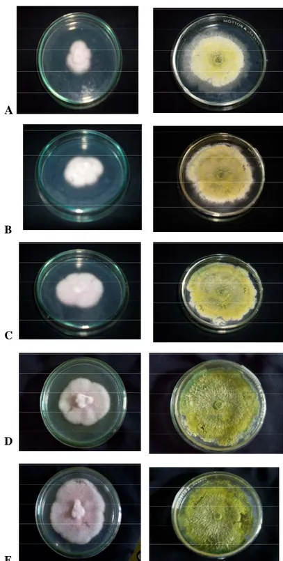 Tabel 1. Persentase Penghambatan Trichoderma sp terhadap penghambatan pertumbuhan Phytophthora infestans dengan metode biakan ganda pada Uji Antagonisme