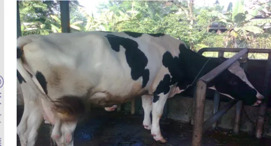 Gambar 2. Sapi Friesian Holstein 
