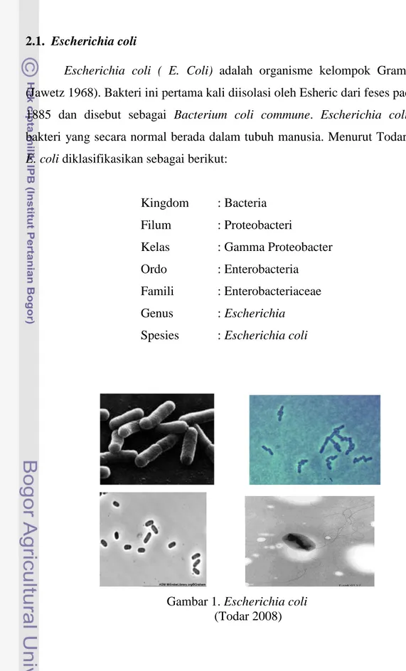 Gambar 1. Escherichia coli                                                 (Todar 2008) 